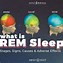 Image result for Brain during REM Sleep