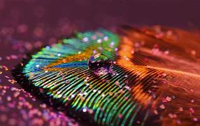 Image result for Peacock Feather Wallpaper Designs