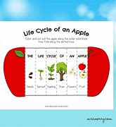 Image result for Apple Tree Life Cycle Craft