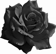 Image result for Black Rose Clear Background