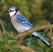 Image result for Blue Jays iPhone 12 Pro Max Case