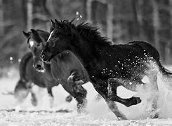 Image result for Thoroughbred Horse Wallpaper