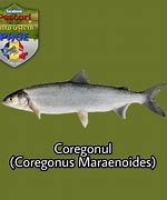 Image result for coregonus