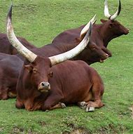 Image result for Ankole Cows in Uganda
