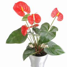 Image result for Common Indoor Houseplants