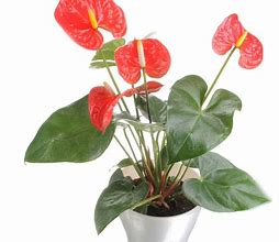 Image result for Show Pitchers of Common Houseplants