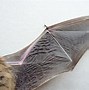 Image result for Giant Bat Asia