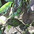 Image result for Black Sooty Mold On Plants
