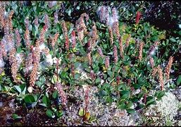 Image result for Salix arctophila