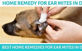 Image result for Best Dog Ear Mite Treatment
