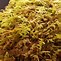 Image result for Fern Moss Pattern