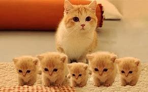 Image result for OMG so Cute Cats