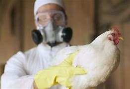 Image result for Bird Flu Epidemic