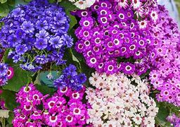 Image result for Annual Flowerbulbs