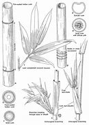 Image result for Bamboo Clam