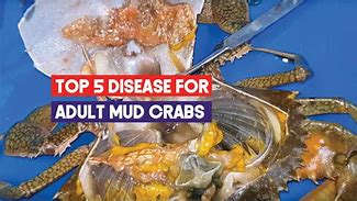 Image result for Crabs Disease On Balls