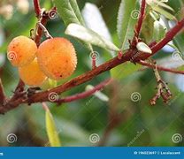 Image result for Manzanita Fruit