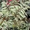 Image result for Athyrium niponicum Pewter Lace