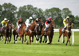 Image result for Racing Horse Features
