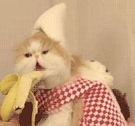 Image result for Banana Cat Meme Greenscreen