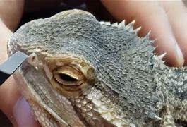Image result for Bearded Dragon Nose