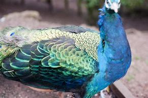 Image result for Iridescent Feathers