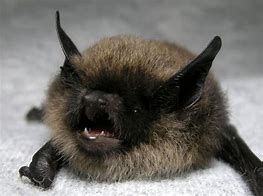 Image result for Mystanca Bat Species