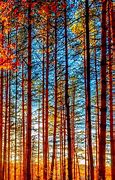 Image result for Forest Painting Phone Wallpaper