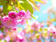 Image result for May Flowers Spring Wallpaper