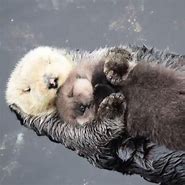 Image result for Otter Mom and Baby