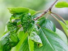 Image result for Leaf Curl On a Cherry Tree