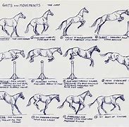 Image result for How to Draw Horse Canter
