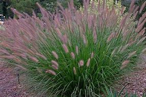 Image result for Pennisetum alopecuroides Foxtrot