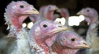 Image result for Turkey Avian Flu
