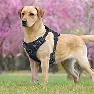 Image result for Lightweight Dog Harness