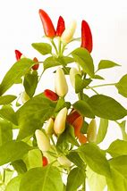 Image result for Chili Pepper Plant