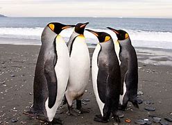 Image result for Penguin Furit