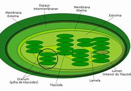 Image result for cloroplasto