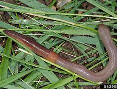 Image result for earthworm