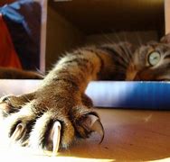 Image result for Cat Paw Toy