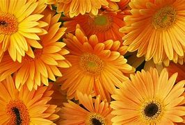 Image result for Orange Flower Wallpaper