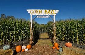 Image result for Country Great Farms Mazze