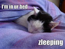 Image result for Lolcat Sick