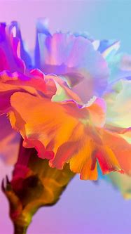 Image result for Rainbow Flower iPhone Wallpapers