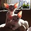 Image result for Red Point Siamese Kittens