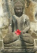 Image result for Shan Zen Zen