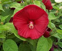 Image result for Hibiscus syriacus Lunar Flare