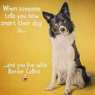 Image result for Funny Border Collie