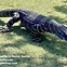 Image result for Pet Lace Monitor Lizard