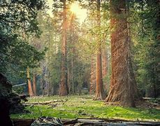 Image result for Sequoia Background